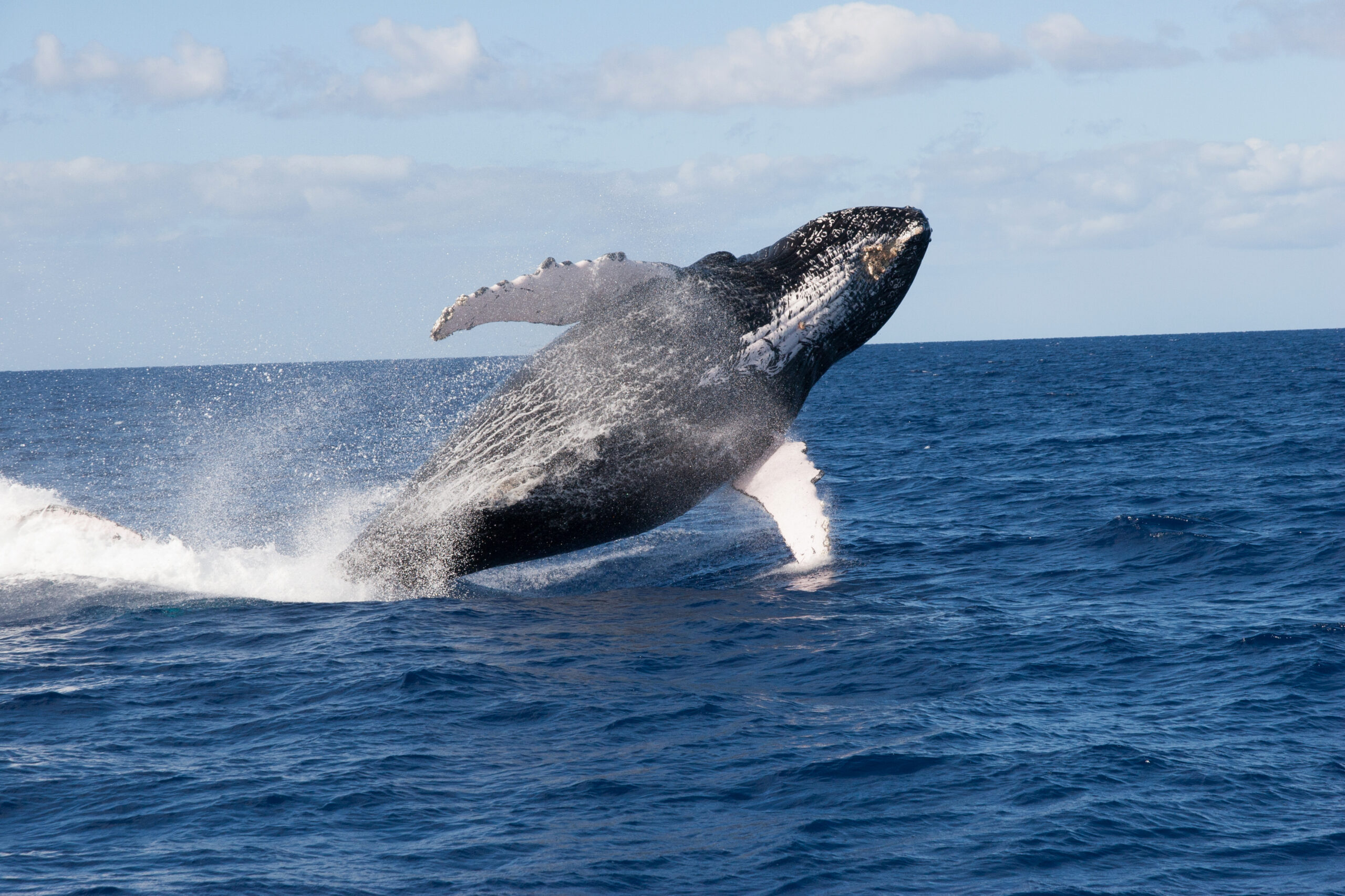 Humpback Whale Breaching in Kona, Hawaii