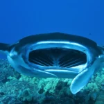 Manta Ray Close Up