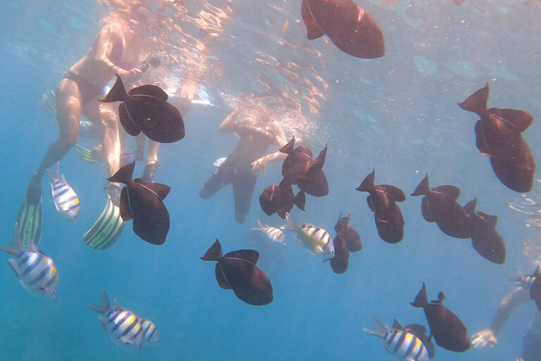 Kealakekua Bay Snorkel