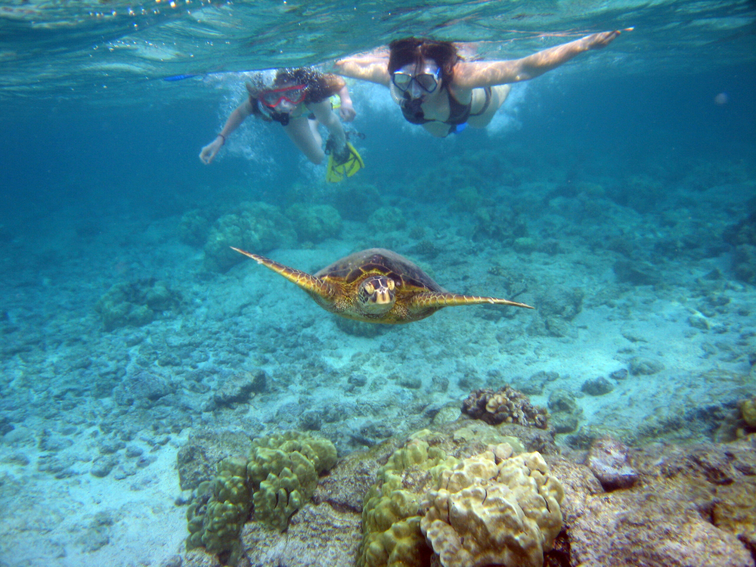 Kealakekua Bay Turtle