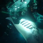 Swim With Manta Rays