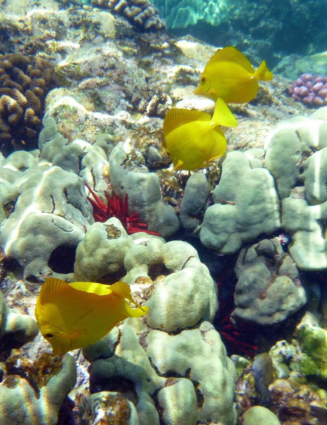 Captain Cook Snorkeling Tour