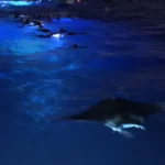 Manta Ray From The Boat