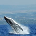 Humpback Whale Breaching In Hawaii