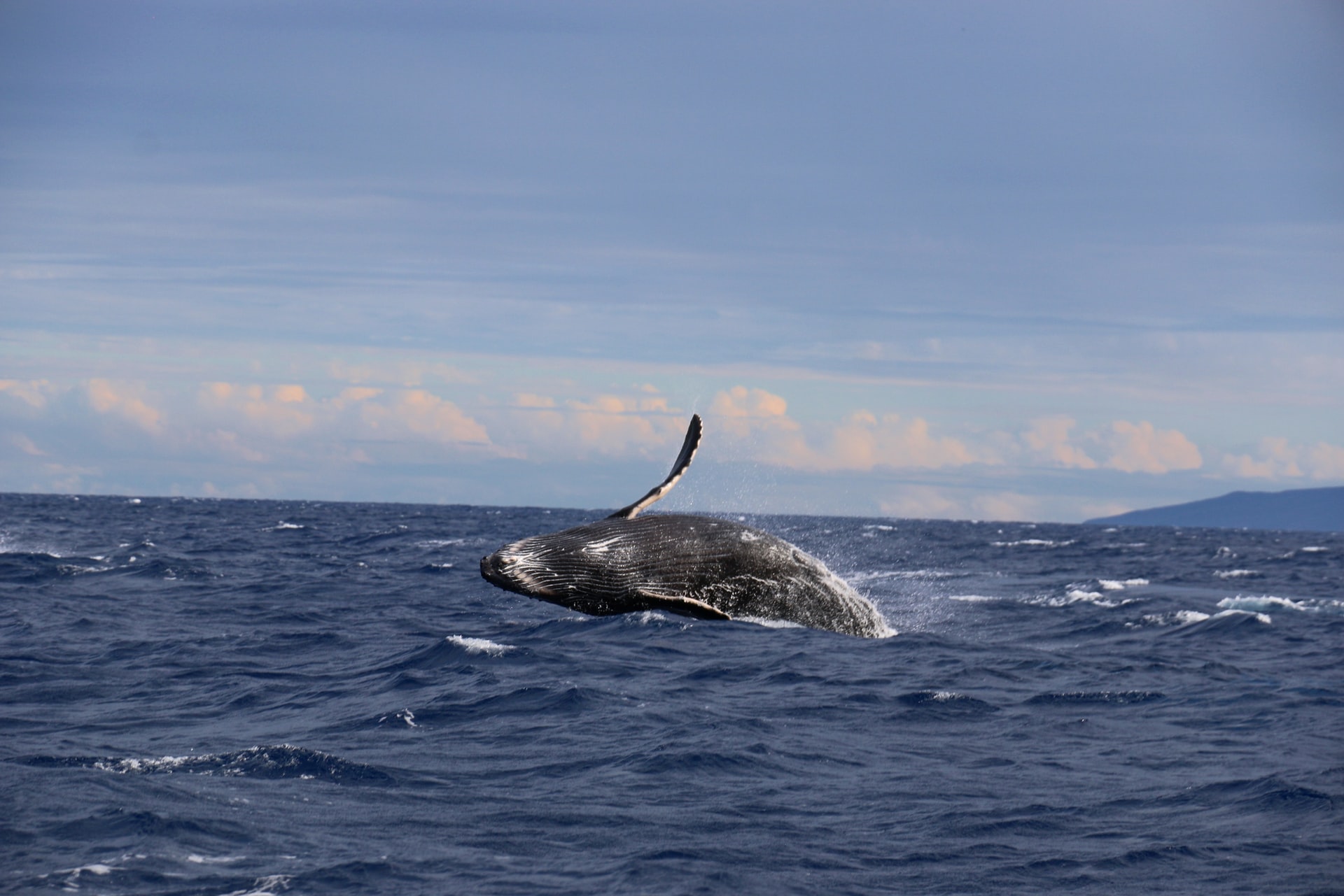 Humpback Whale Watching Big Island