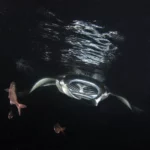 Manta Ray At Night