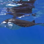 Manta Ray At Surface