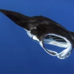 Manta Ray Front View