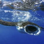 Manta Ray Front View