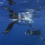 Two Manta Rays