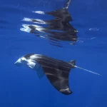 Manta Ray Near The Surface