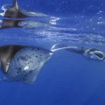 Manta Ray Snorkel Tour In Kona