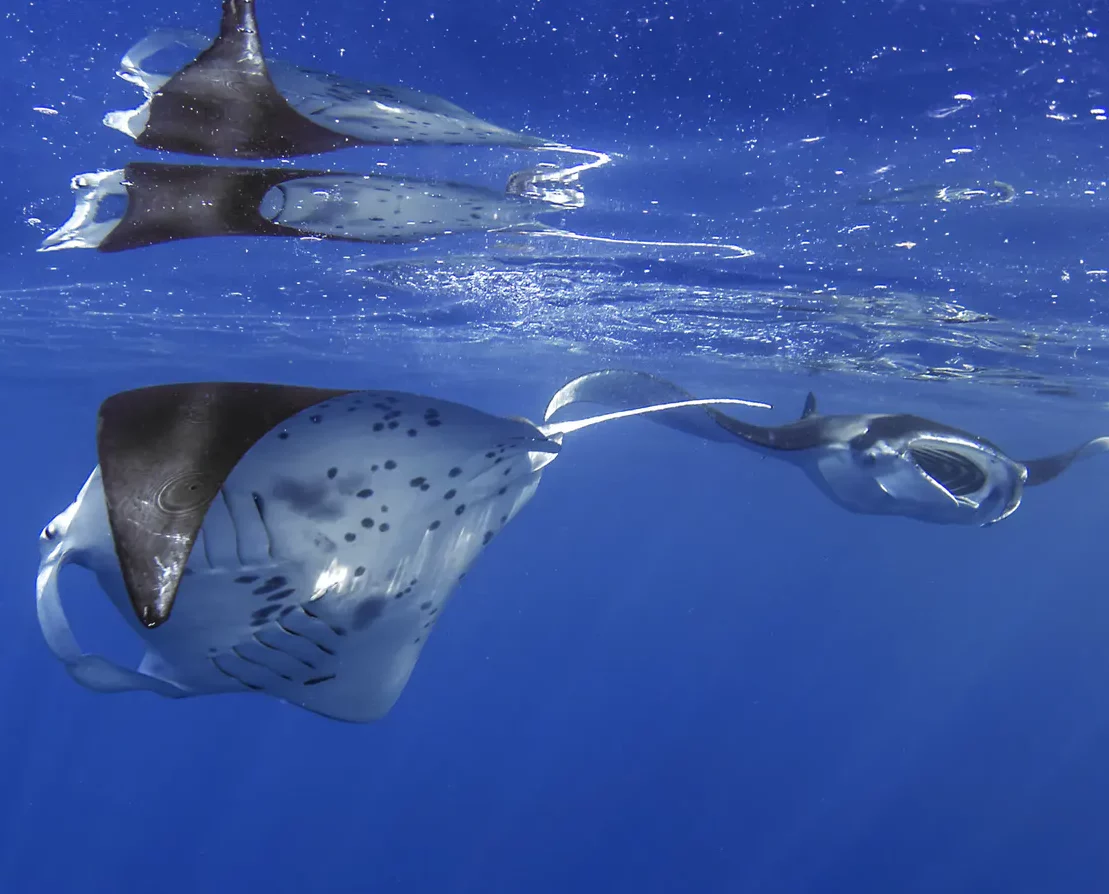 Manta Ray Snorkel Tour In Kona