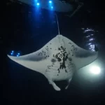 Manta Ray Under Light Board