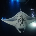 Manta Ray Snorkel Tour Light Board