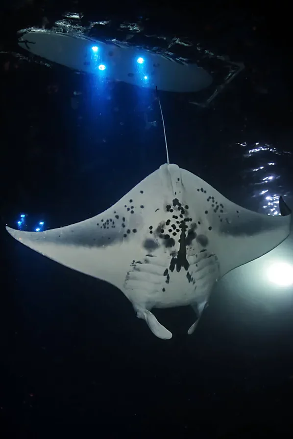 Manta Ray Snorkel Tour Light Board