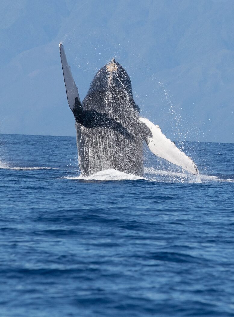 Big Island Whale Watching